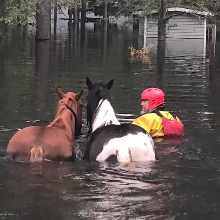 As flooding inundates the Carolinas following Hurricane Florence, animals of all sizes find themselves in dire need of rescue. [...]